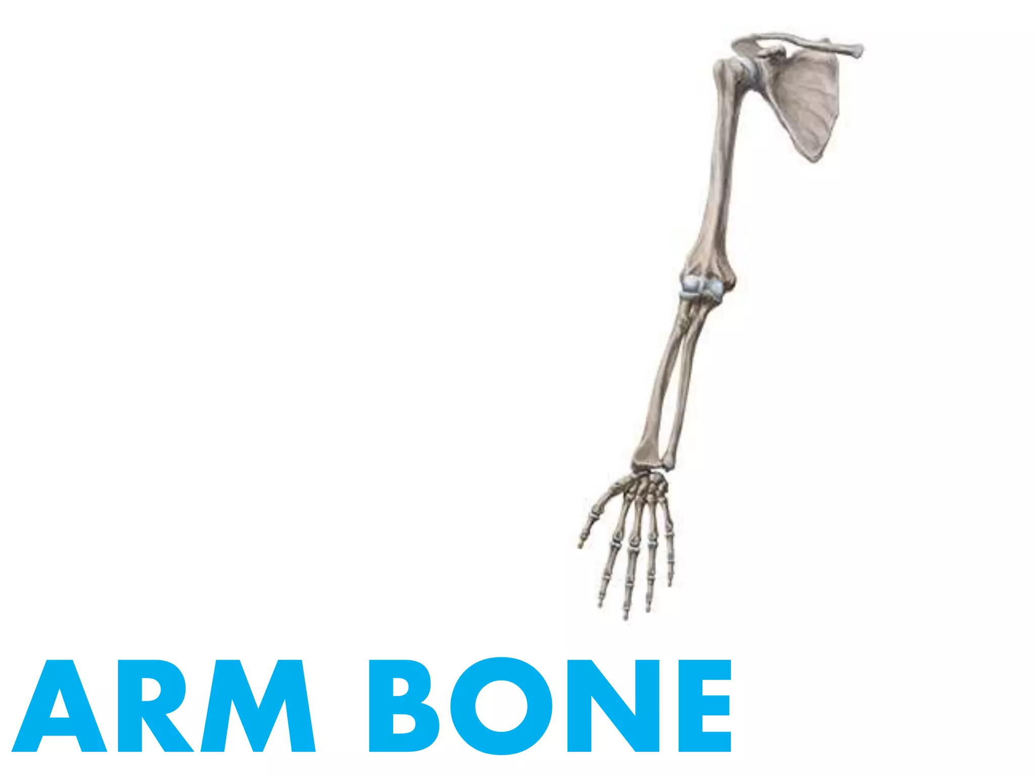 ARM BONE
 