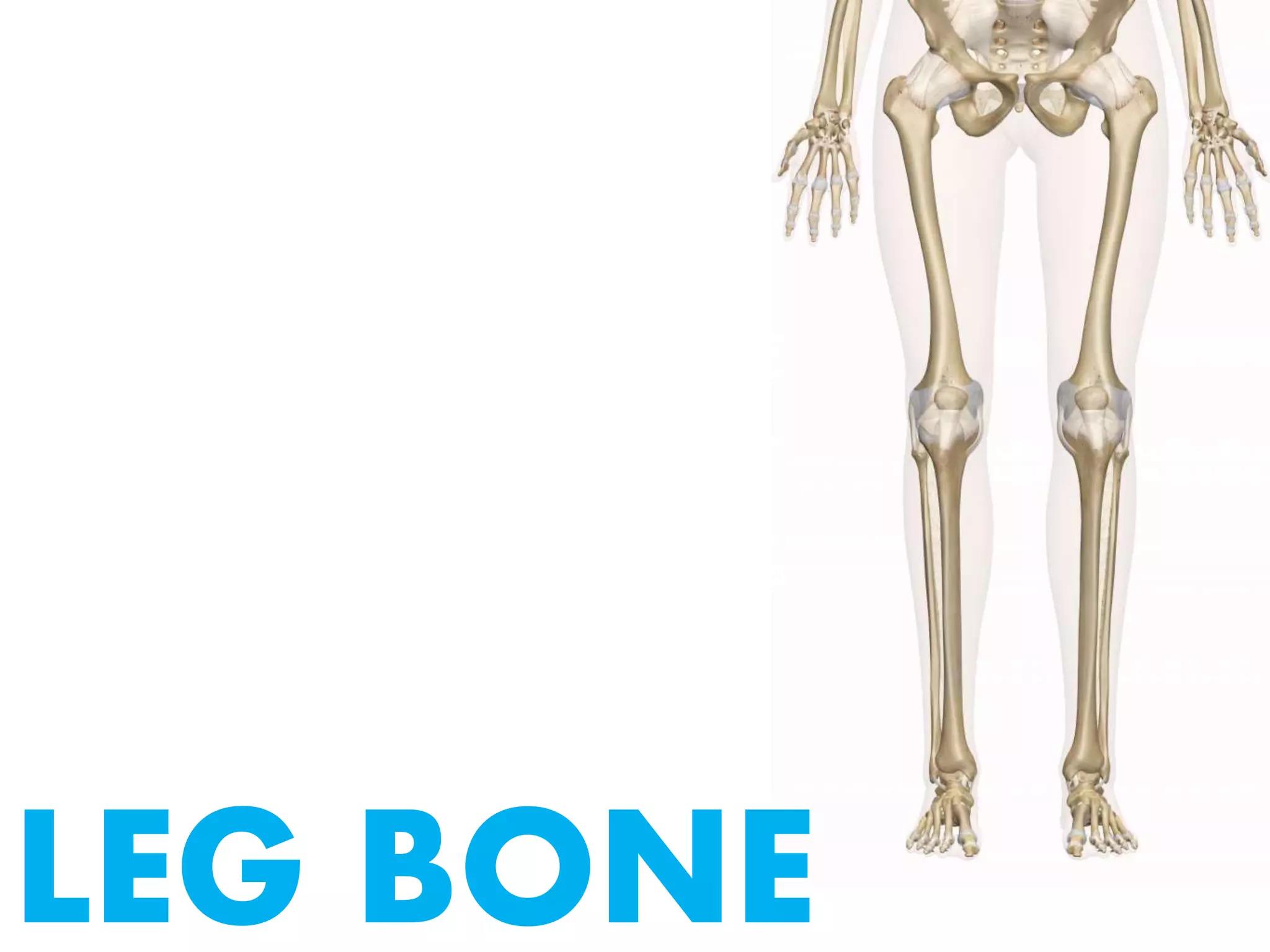 LEG BONE
 