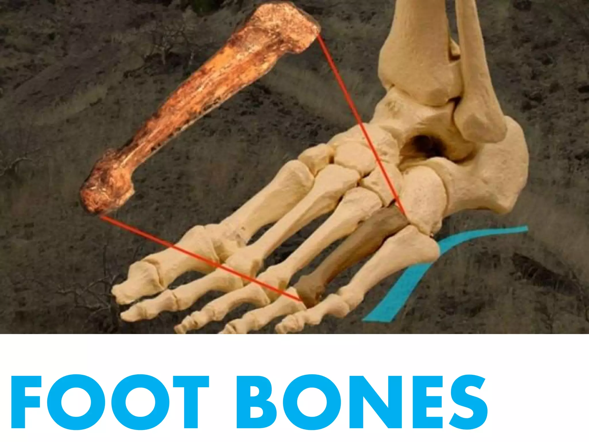 FOOT BONES
 