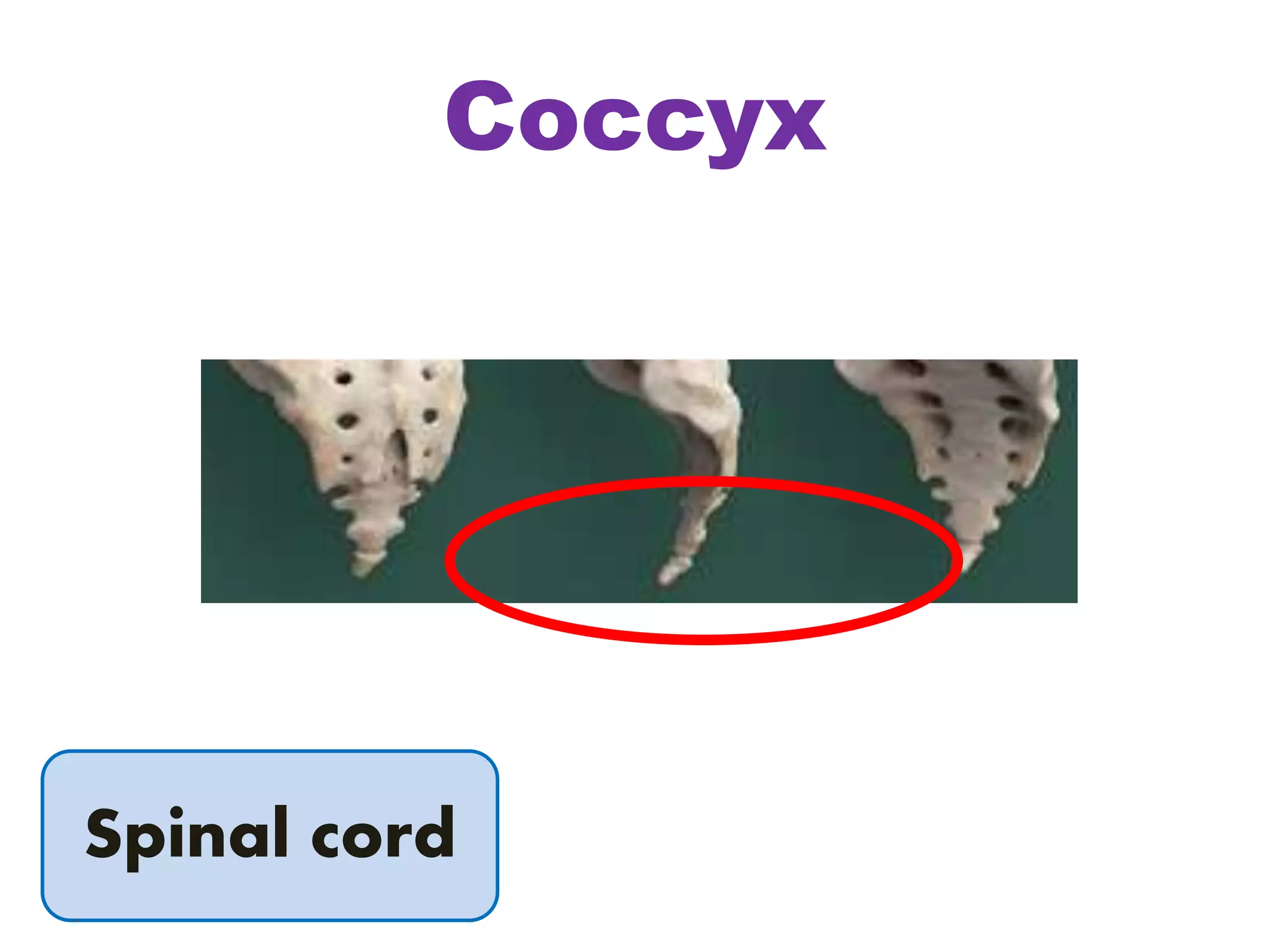 Coccyx
Spinal cord
 
