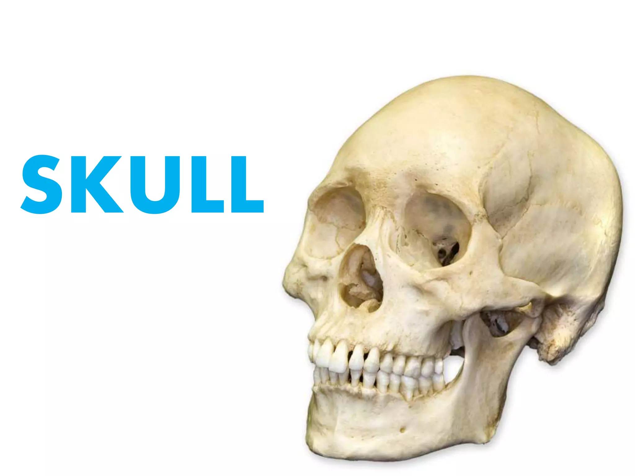 SKULL
 