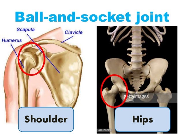 Skeletal System Grade Iv
