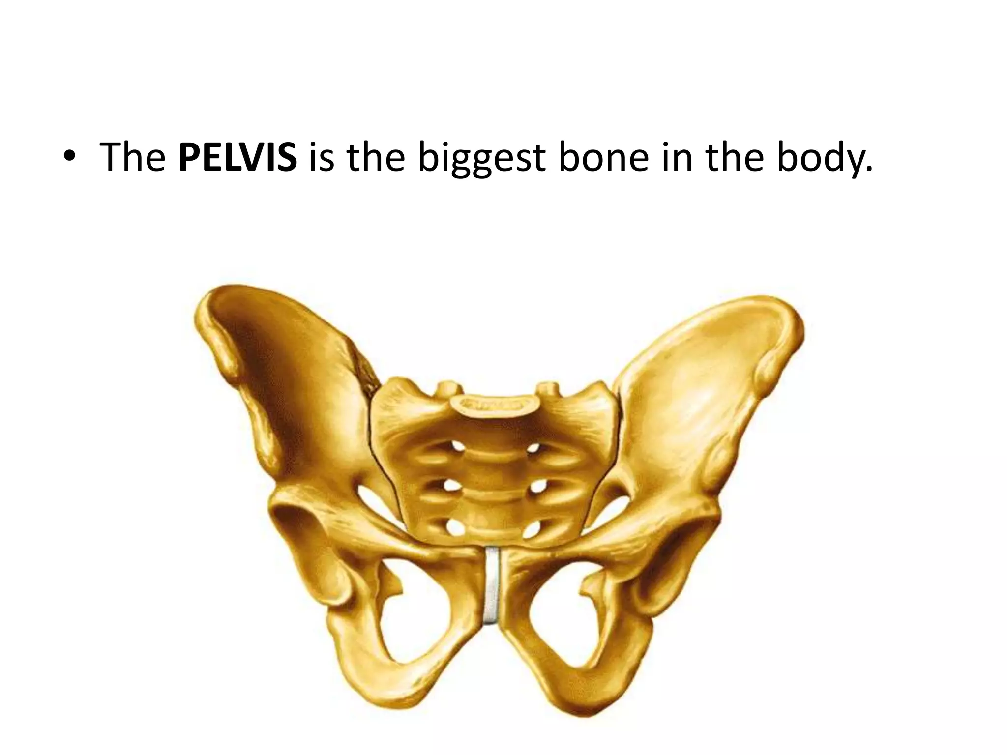 • The PELVIS is the biggest bone in the body.
 