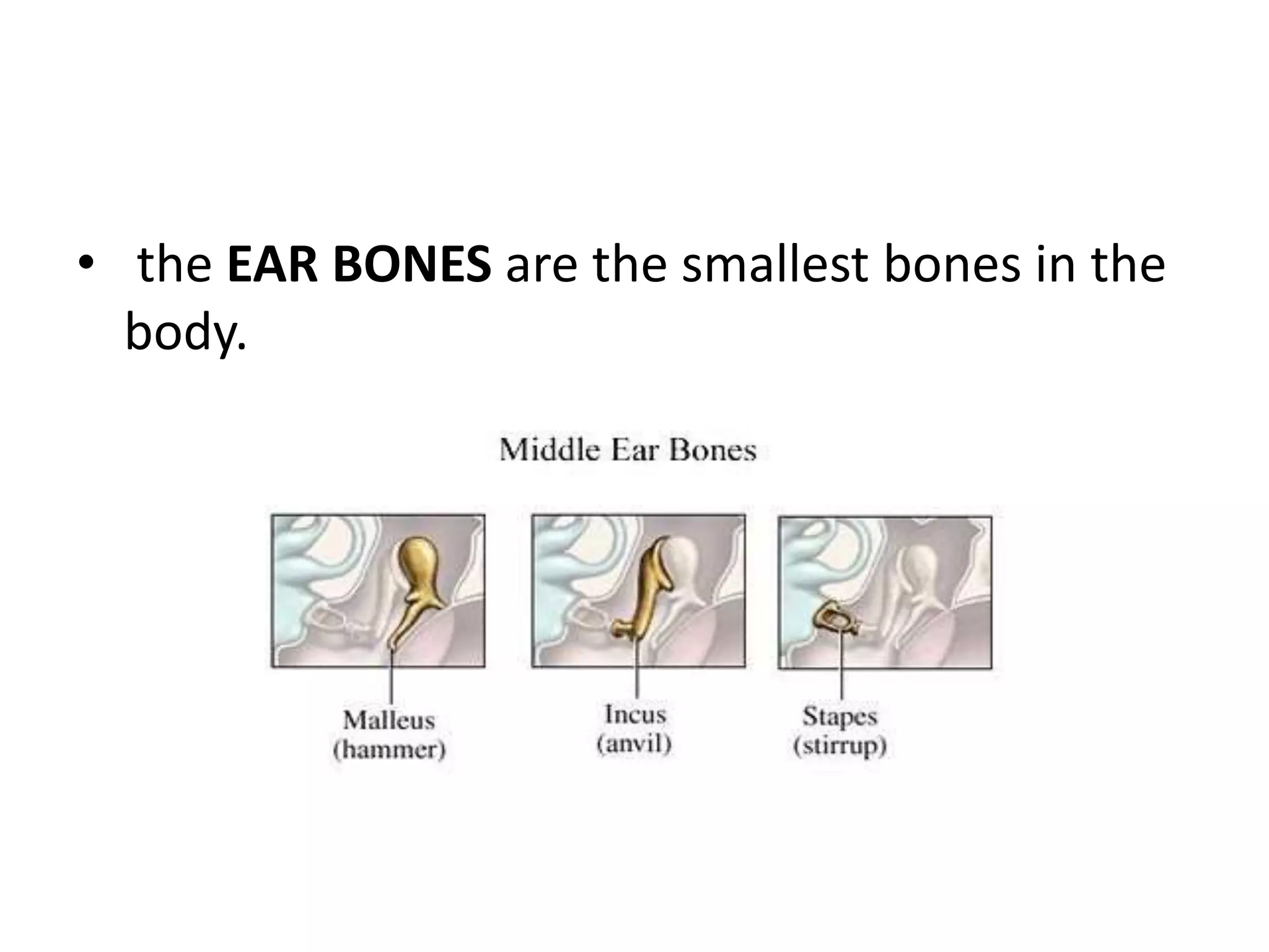 • the EAR BONES are the smallest bones in the
body.
 