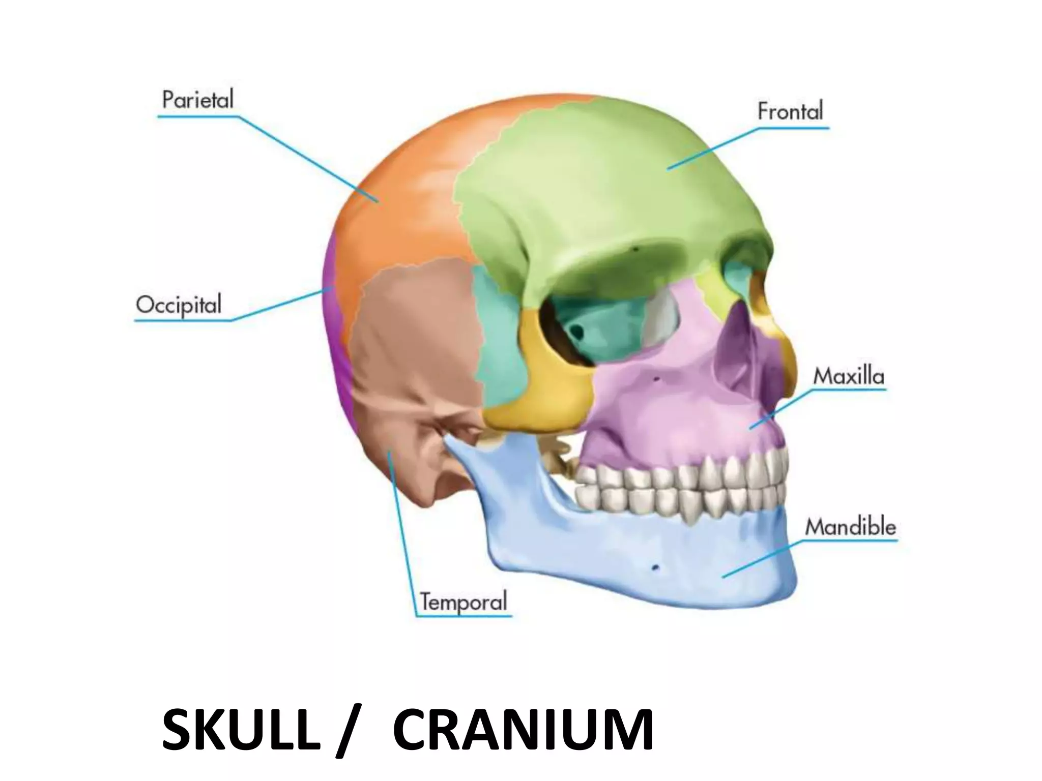 SKULL / CRANIUM
 