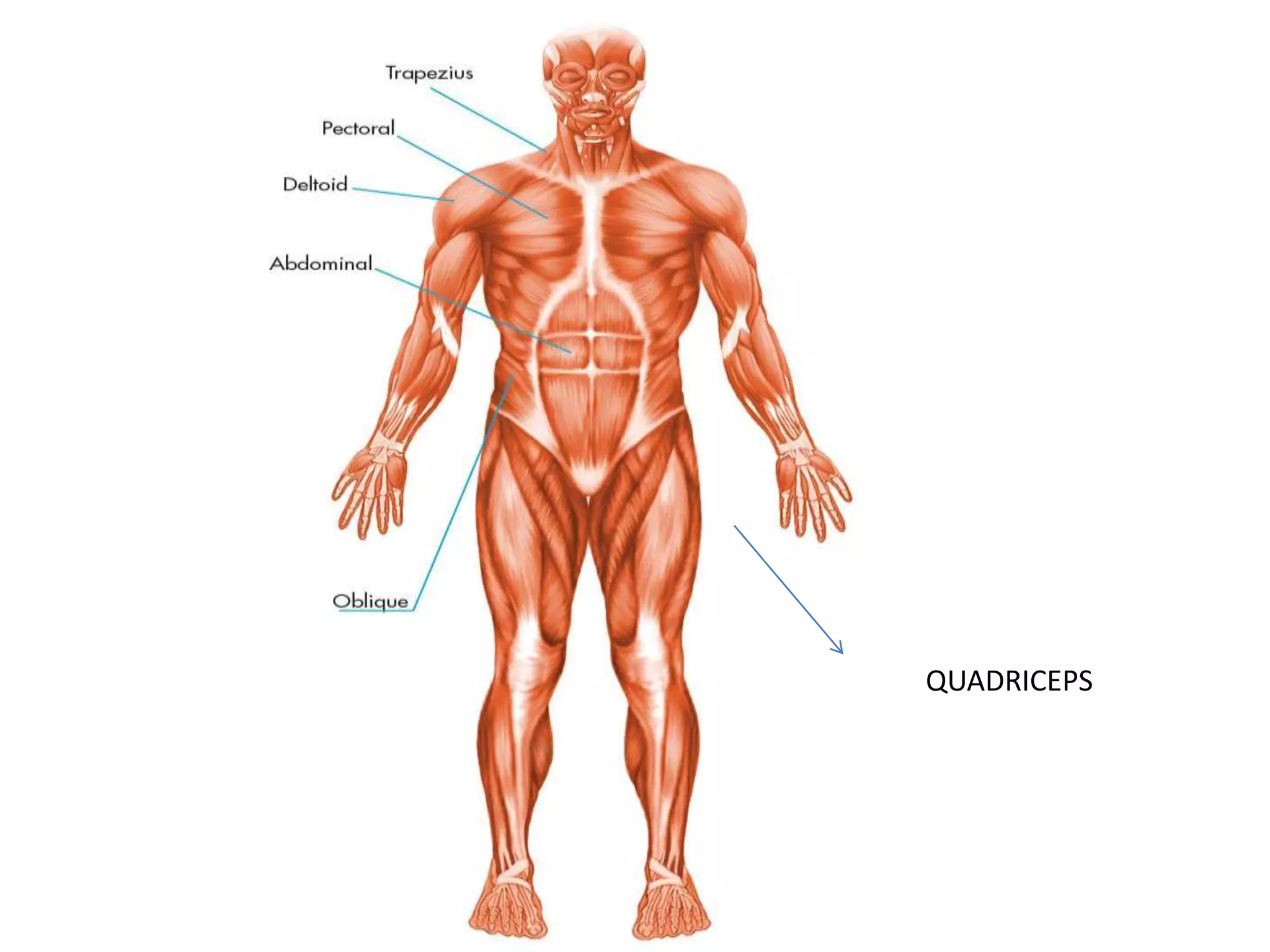 QUADRICEPS
 