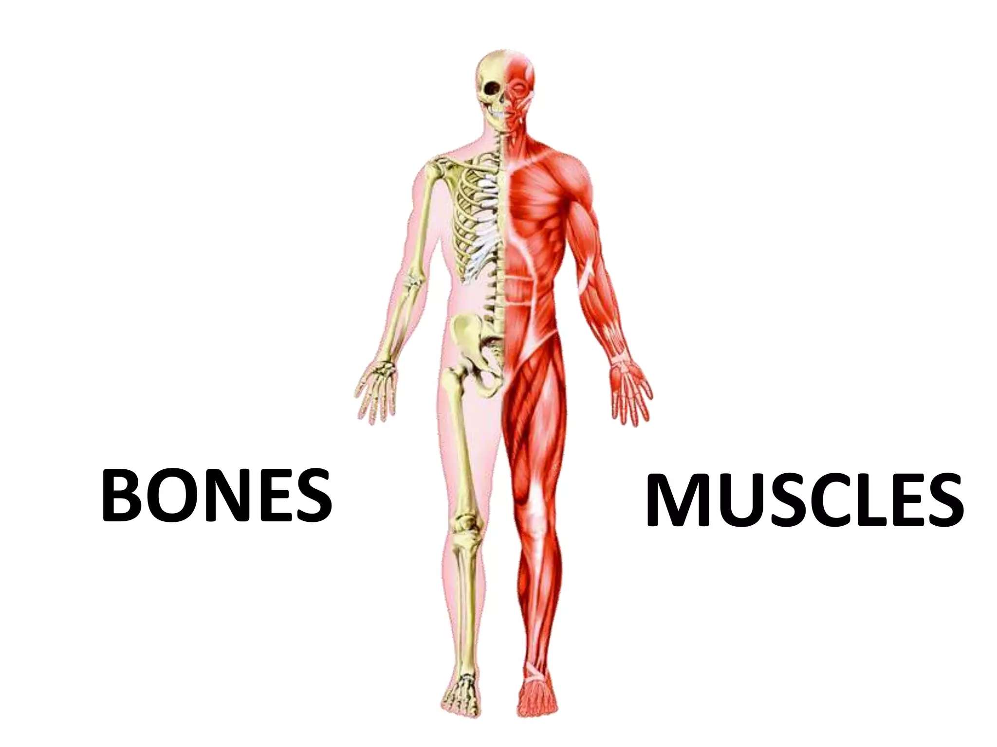 BONES MUSCLES
 