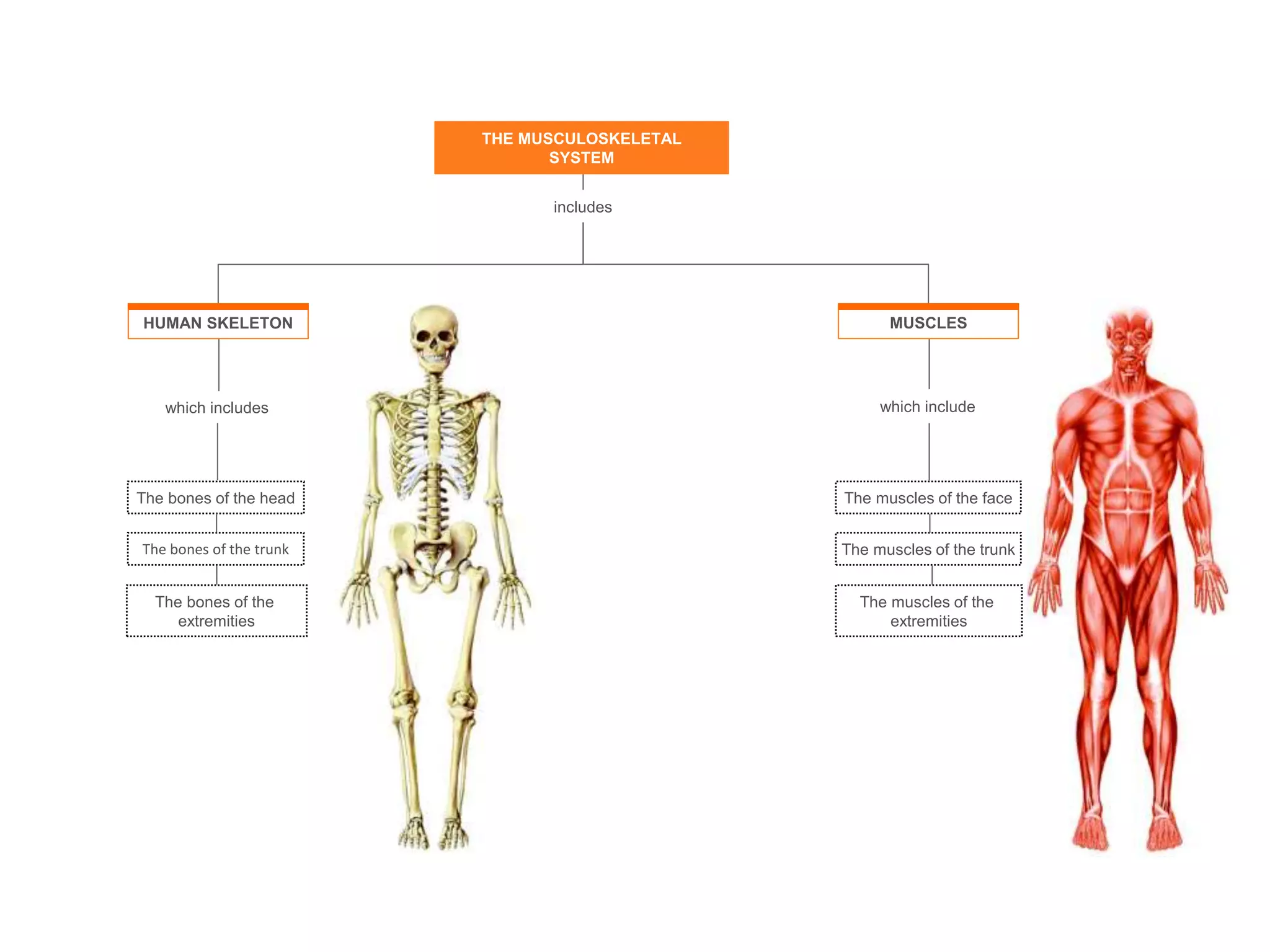 which includes
The bones of the head
The bones of the trunk
The bones of the
extremities
The muscles of the trunk
The muscles of the
extremities
which include
The muscles of the face
includes
THE MUSCULOSKELETAL
SYSTEM
HUMAN SKELETON MUSCLES
 