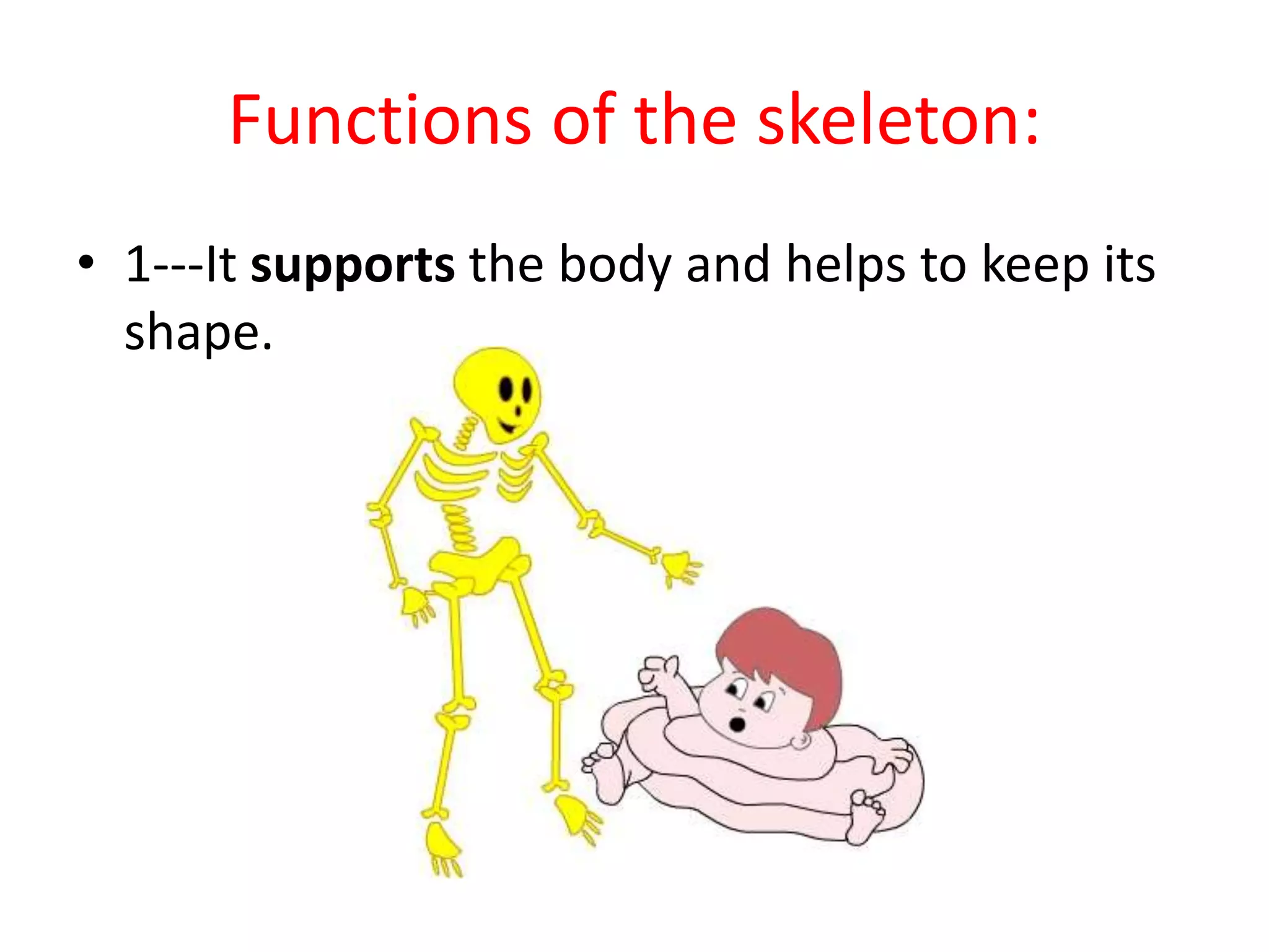 Functions of the skeleton:
• 1---It supports the body and helps to keep its
shape.
 