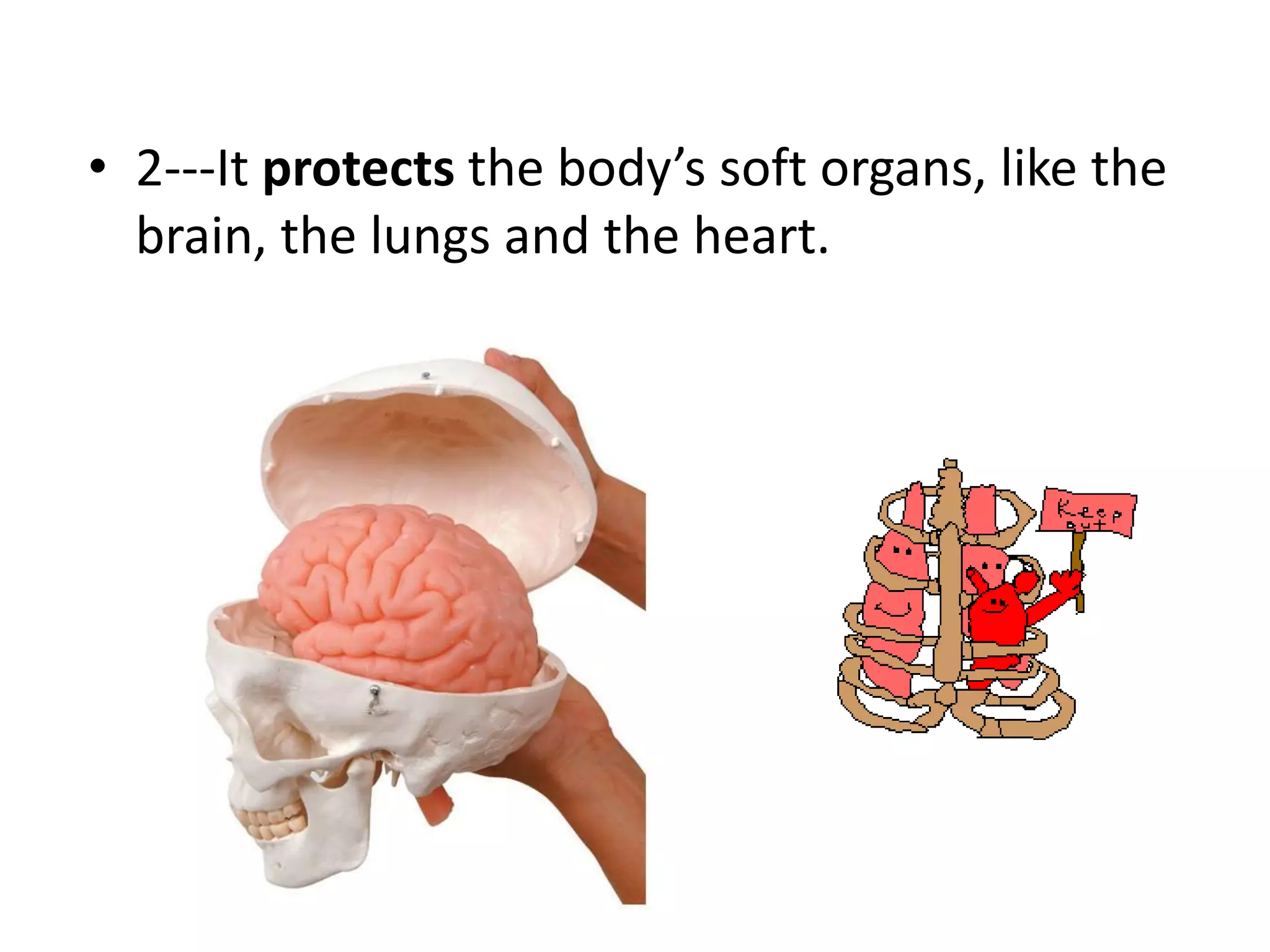 • 2---It protects the body’s soft organs, like the
brain, the lungs and the heart.
 