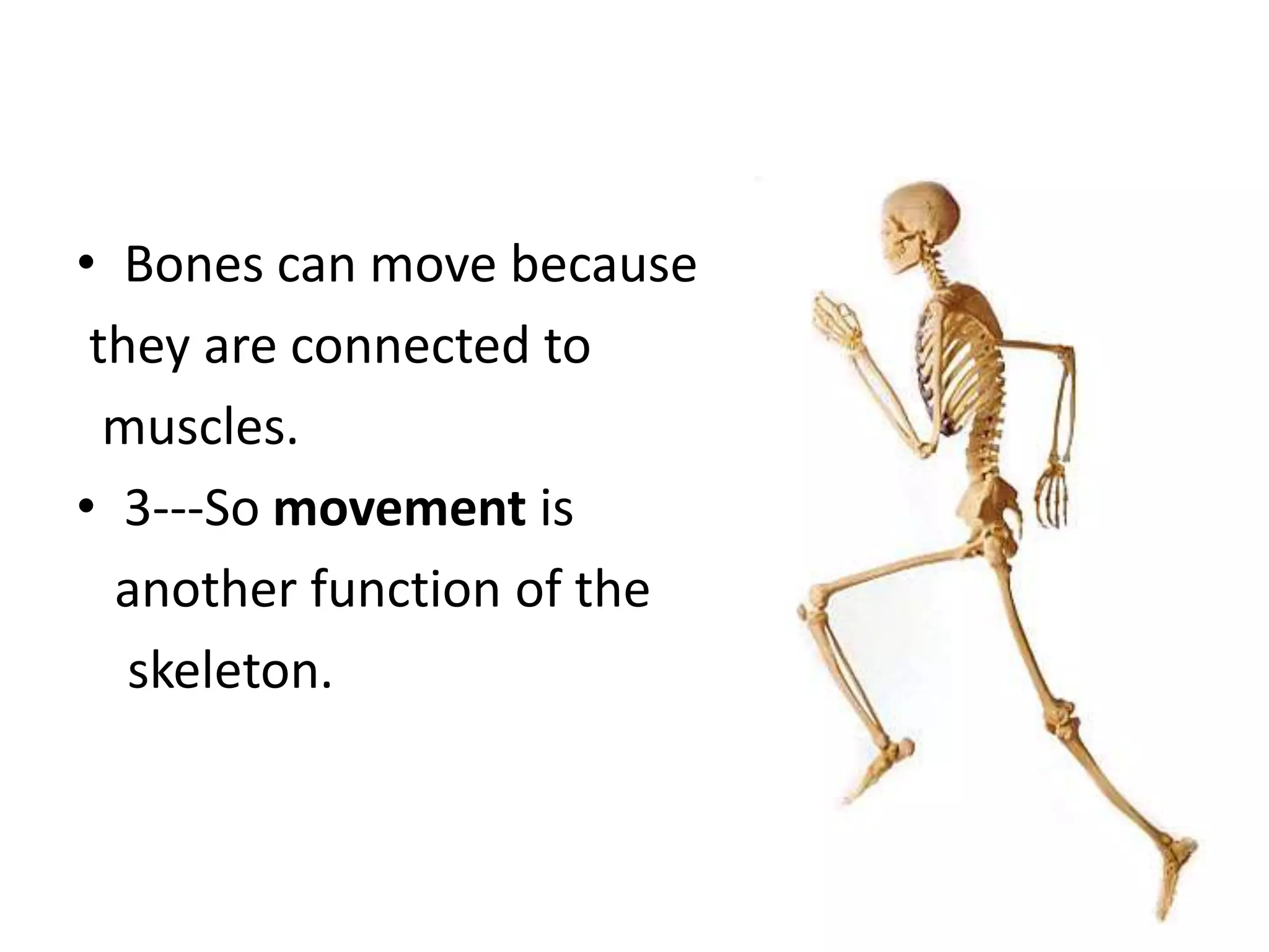 • Bones can move because
they are connected to
muscles.
• 3---So movement is
another function of the
skeleton.
 