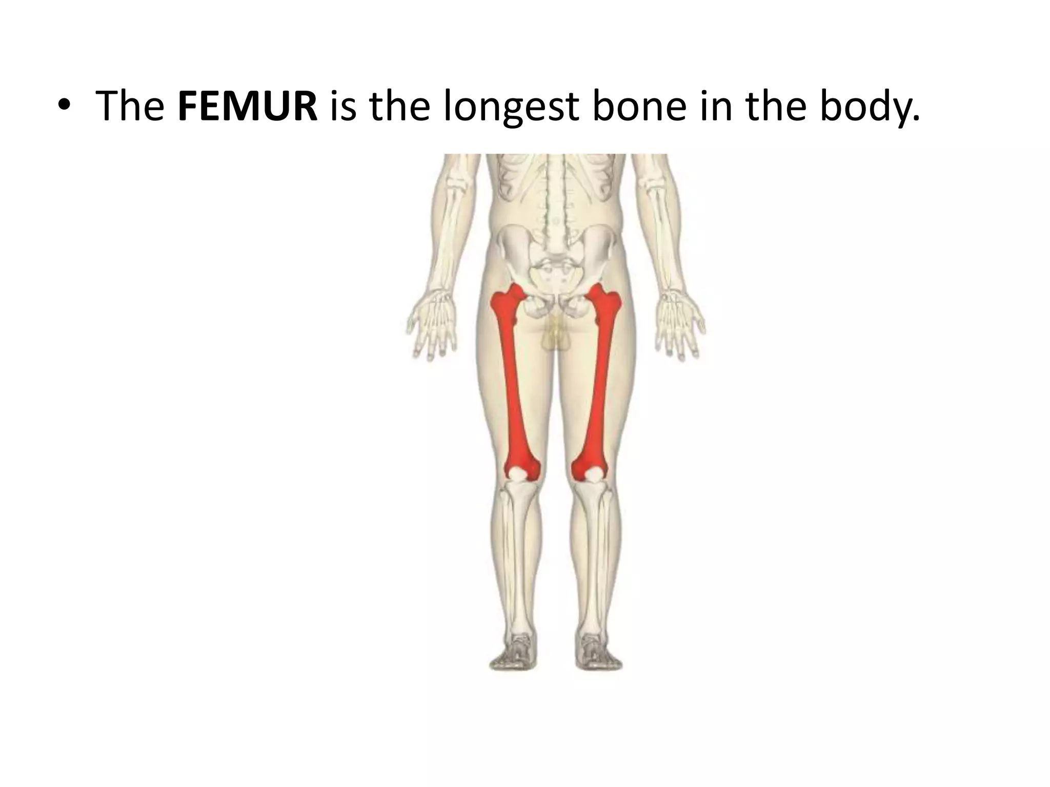 • The FEMUR is the longest bone in the body.
 