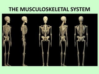 THE MUSCULOSKELETAL SYSTEM
 