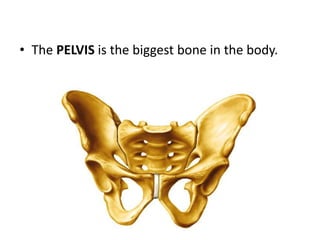 • The PELVIS is the biggest bone in the body.
 