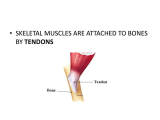 • SKELETAL MUSCLES ARE ATTACHED TO BONES
BY TENDONS
 