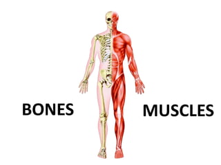 BONES MUSCLES
 