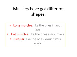 Muscles have got different
shapes:
• Long muscles: like the ones in your
legs
• Flat muscles: like the ones in your face
• Circular: like the ones around your
arms
 