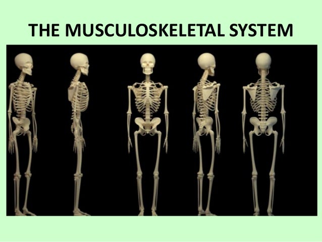 Skeletal System 6