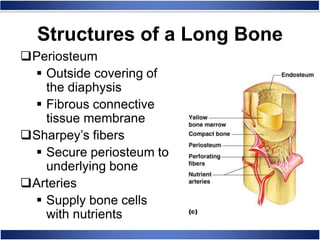 Structures of a Long Bone
Periosteum
 Outside covering of
the diaphysis
 Fibrous connective
tissue membrane
Sharpey’s fibers
 Secure periosteum to
underlying bone
Arteries
 Supply bone cells
with nutrients
 