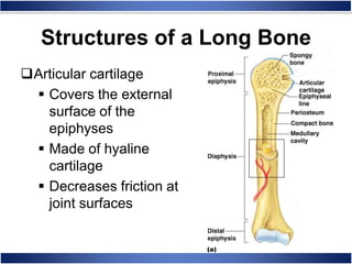 Articular cartilage
 Covers the external
surface of the
epiphyses
 Made of hyaline
cartilage
 Decreases friction at
joint surfaces
Structures of a Long Bone
 