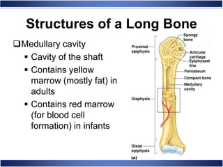 Medullary cavity
 Cavity of the shaft
 Contains yellow
marrow (mostly fat) in
adults
 Contains red marrow
(for blood cell
formation) in infants
Structures of a Long Bone
 