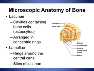 Microscopic Anatomy of Bone
• Lacunae
– Cavities containing
bone cells
(osteocytes)
– Arranged in
concentric rings
• Lamellae
– Rings around the
central canal
– Sites of lacunae
 