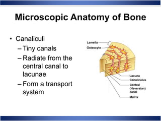 Microscopic Anatomy of Bone
• Canaliculi
– Tiny canals
– Radiate from the
central canal to
lacunae
– Form a transport
system
 