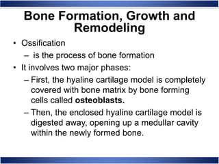 Bone Formation, Growth and
Remodeling
• Ossification
– is the process of bone formation
• It involves two major phases:
– First, the hyaline cartilage model is completely
covered with bone matrix by bone forming
cells called osteoblasts.
– Then, the enclosed hyaline cartilage model is
digested away, opening up a medullar cavity
within the newly formed bone.
 