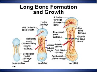 Long Bone Formation
and Growth
 