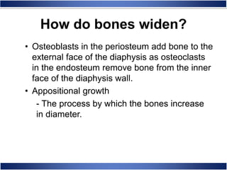 How do bones widen?
• Osteoblasts in the periosteum add bone to the
external face of the diaphysis as osteoclasts
in the endosteum remove bone from the inner
face of the diaphysis wall.
• Appositional growth
- The process by which the bones increase
in diameter.
 