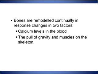 • Bones are remodelled continually in
response changes in two factors:
Calcium levels in the blood
The pull of gravity and muscles on the
skeleton.
 