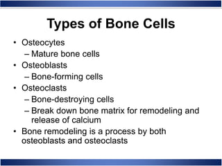 • Osteocytes
– Mature bone cells
• Osteoblasts
– Bone-forming cells
• Osteoclasts
– Bone-destroying cells
– Break down bone matrix for remodeling and
release of calcium
• Bone remodeling is a process by both
osteoblasts and osteoclasts
Types of Bone Cells
 