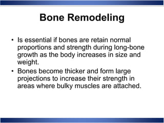 • Is essential if bones are retain normal
proportions and strength during long-bone
growth as the body increases in size and
weight.
• Bones become thicker and form large
projections to increase their strength in
areas where bulky muscles are attached.
Bone Remodeling
 