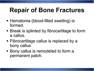  Hematoma (blood-filled swelling) is
formed.
 Break is splinted by fibrocartilage to form
a callus.
 Fibrocartilage callus is replaced by a
bony callus
 Bony callus is remodeled to form a
permanent patch.
Repair of Bone Fractures
 