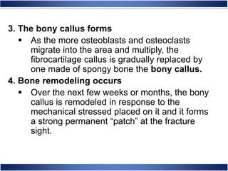 3. The bony callus forms
 As the more osteoblasts and osteoclasts
migrate into the area and multiply, the
fibrocartilage callus is gradually replaced by
one made of spongy bone the bony callus.
4. Bone remodeling occurs
 Over the next few weeks or months, the bony
callus is remodeled in response to the
mechanical stressed placed on it and it forms
a strong permanent “patch” at the fracture
sight.
 