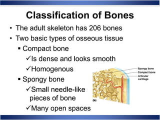 • The adult skeleton has 206 bones
• Two basic types of osseous tissue
 Compact bone
Is dense and looks smooth
Homogenous
 Spongy bone
Small needle-like
pieces of bone
Many open spaces
Classification of Bones
 