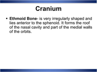 Cranium
 Ethmoid Bone- is very irregularly shaped and
lies anterior to the sphenoid. It forms the roof
of the nasal cavity and part of the medial walls
of the orbits.
 