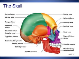 Skeletal System Anatomy and Physiology