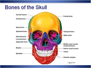 Skeletal System Anatomy and Physiology