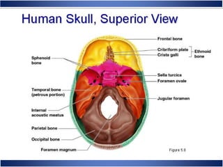 Skeletal System Anatomy and Physiology