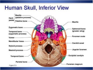 Skeletal System Anatomy and Physiology