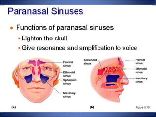 Skeletal System Anatomy and Physiology