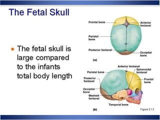 Skeletal System Anatomy and Physiology