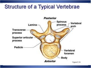 Skeletal System Anatomy and Physiology