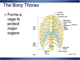 Skeletal System Anatomy and Physiology