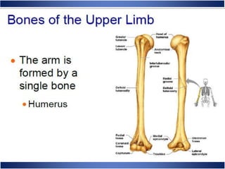 Skeletal System Anatomy and Physiology
