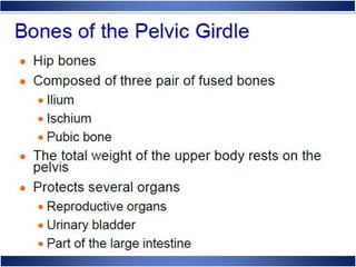 Skeletal System Anatomy and Physiology
