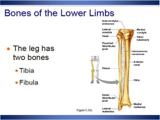 Skeletal System Anatomy and Physiology