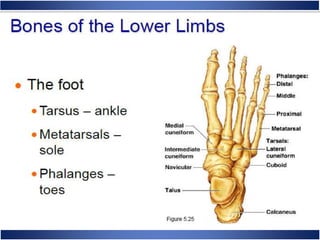 Skeletal System Anatomy and Physiology