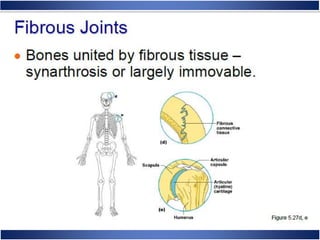 Skeletal System Anatomy and Physiology